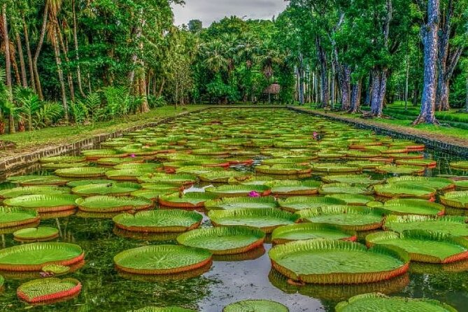 Port Louis and Pamplemousses Garden - A full day trip - Key points to know before booking