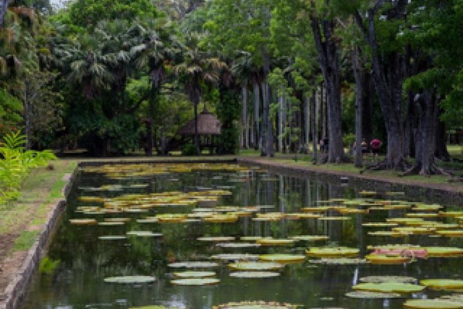 Port Louis and Pamplemousses Garden - A full day trip - L’Aventure du Sucre explains Mauritius through sugar