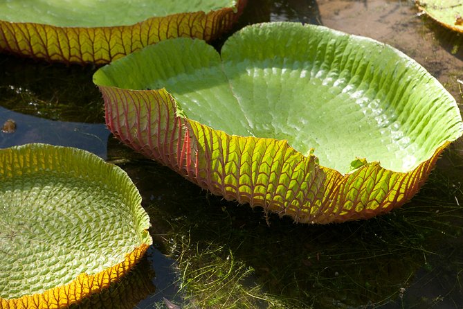 Port Louis and Pamplemousses Garden - A full day trip - Guides can shape the quality of the day