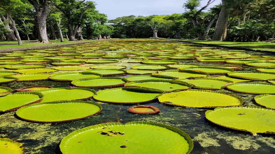 Port Louis Market, Botanical Garden -Northern Mauritius Tour - Fort Adelaide and the Story of the Capital