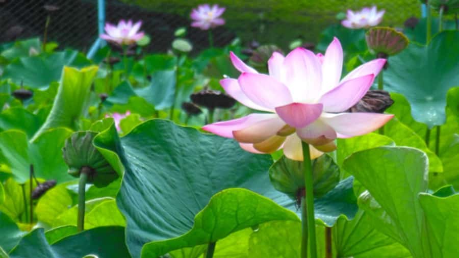 Port Louis: Northern Treasures Private Tour - Pamplemousses Botanical Garden deserves your time