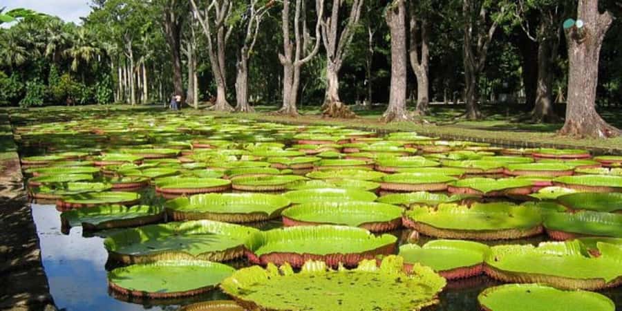 Port Louis: Private Guided Sightseeing Tour - Fort Adelaide and the first view of Port Louis