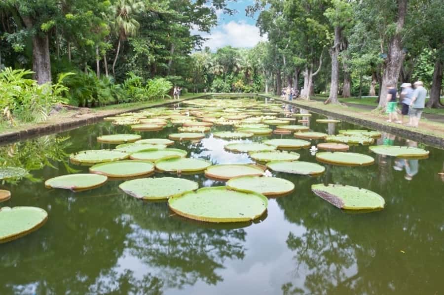 Private All Inclusive North Tour with Lunch & Entrance Fees - Pamplemousses Botanical Garden and its giant lilies