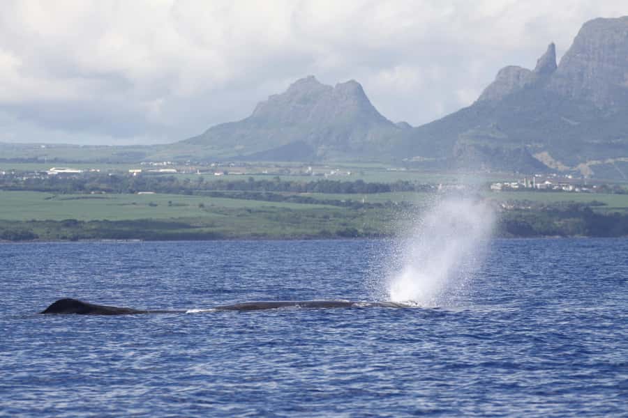 Private Dolphin Encounter and Whale Watching - Starting at La Jetée Road in Black River