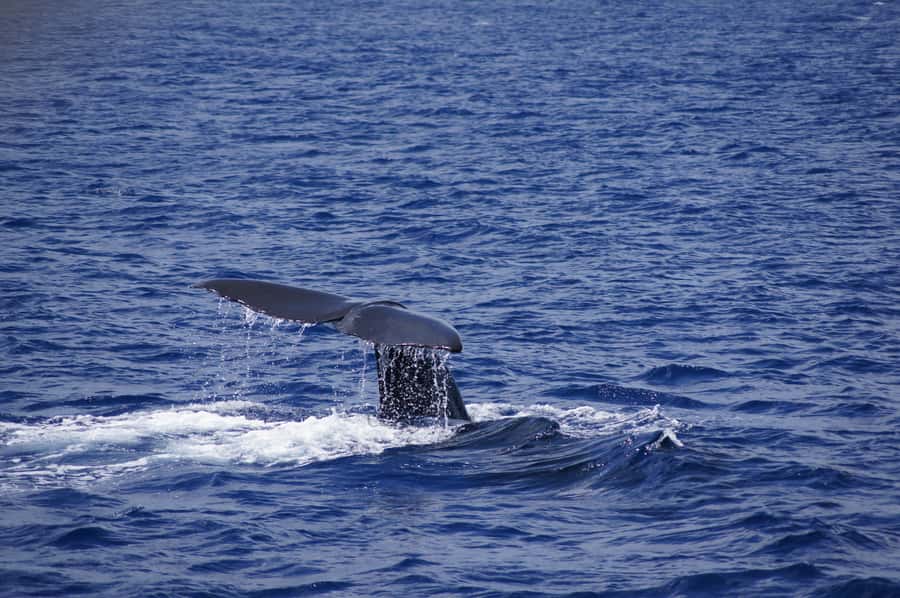 Private Dolphin Encounter and Whale Watching - Why the dolphin briefing matters