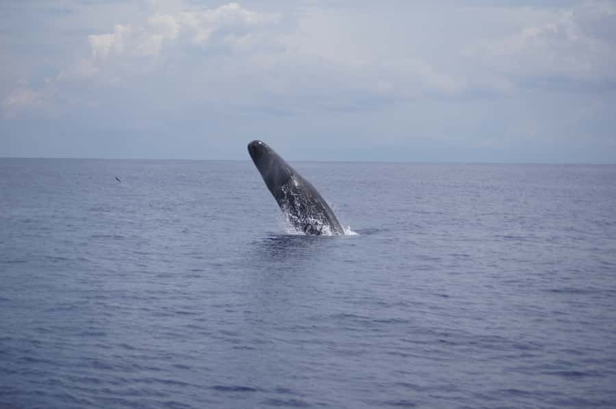 Private Dolphin Encounter and Whale Watching - Looking for whales from the boat
