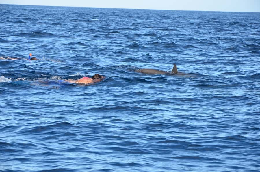 Private Dolphin Snorkeling Tour. Equipment available Free. - The crowding question
