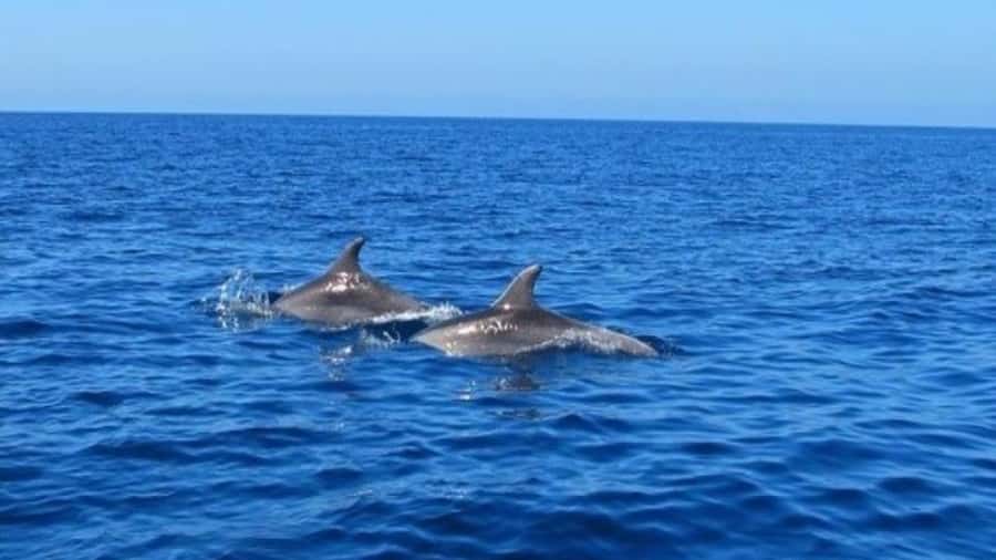 Private Dolphin Swim/Snorkeling & Lunch on Benitiers island - An afternoon beside the lagoon