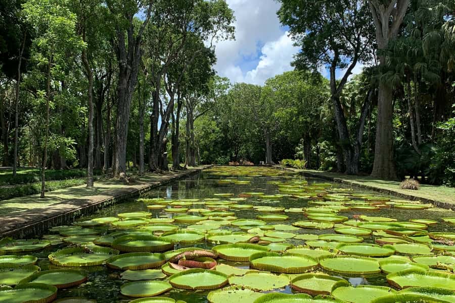 Private Full Day Tour of Port Louis and Northern - Mont Choisy, Grand Baie, and the Northern Coast