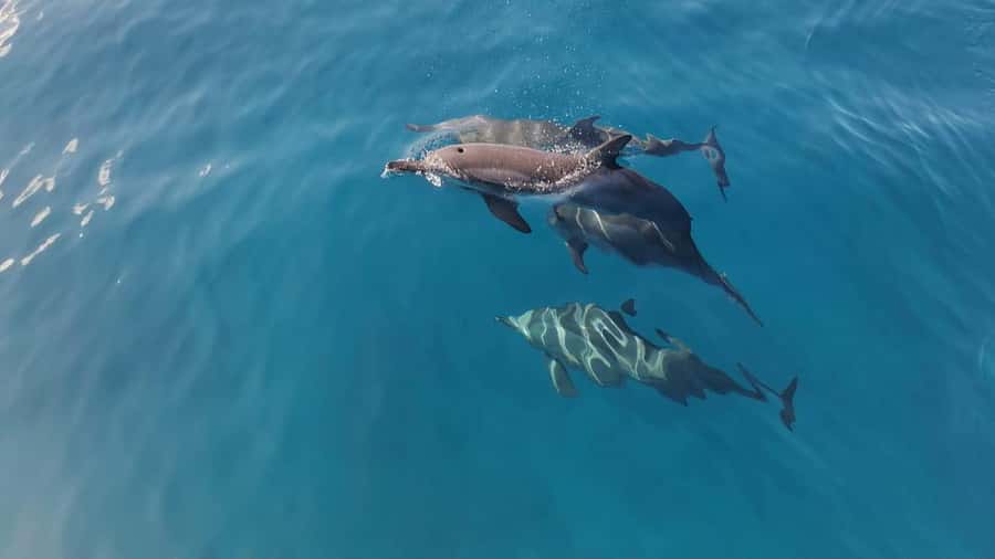 Private Île aux Bénitiers Boat: Dolphin Snorkeling & Lobster - Key points before you book