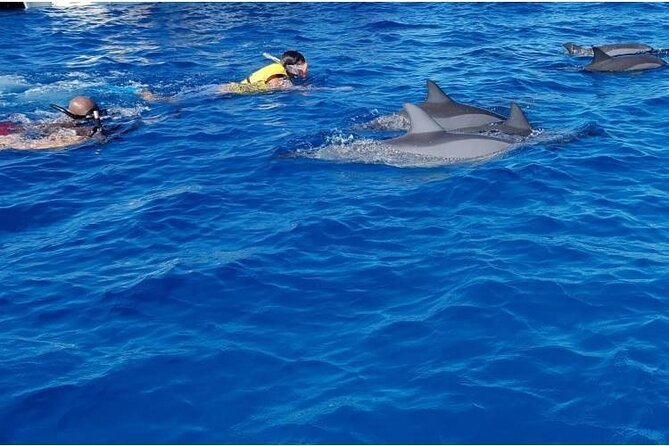 Private Speed Boat Tour and Dolphin Encounter at Ile aux Benitier - Lunch and beach time on Ile aux Benitiers