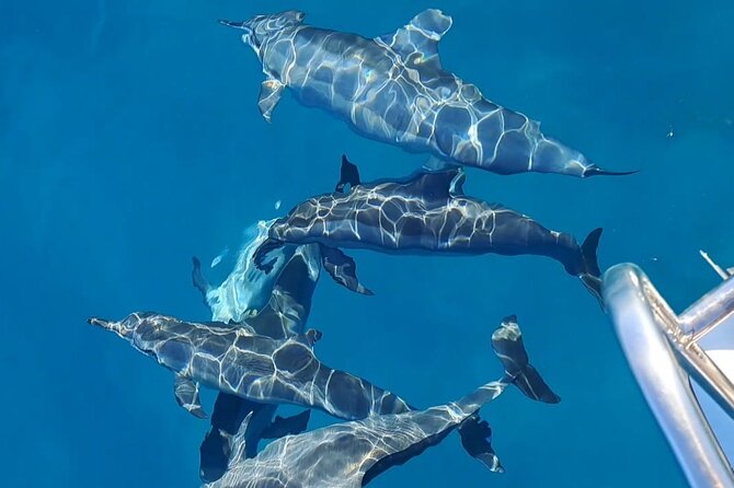 Private sunrise Dolphin with Le Havanah Boat - Quick reasons to consider this Le Morne boat trip