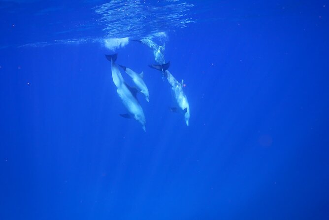 Private sunrise Dolphin with Le Havanah Boat - Breakfast with the sea around you