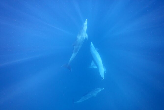 Private sunrise Dolphin with Le Havanah Boat - Snorkeling and the possible turtle highlight