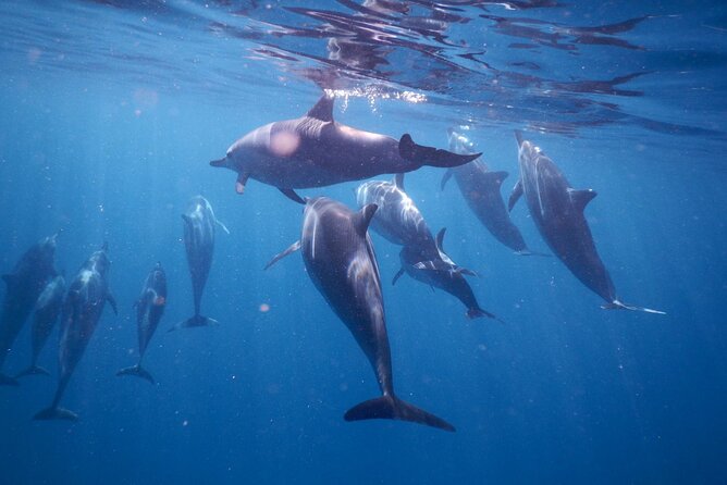 Private sunrise Dolphin with Le Havanah Boat - A small boat experience with several language options