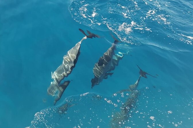 Private sunrise Dolphin with Le Havanah Boat - What $528.55 means for your group