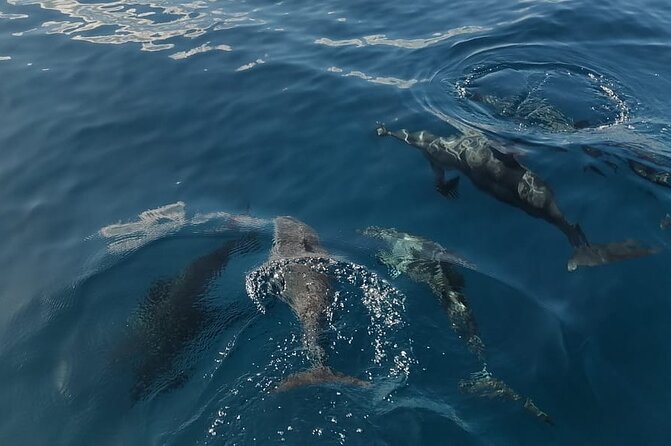 Private sunrise Dolphin with Le Havanah Boat - Weather, cancellation, and the practical details