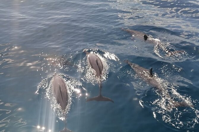 Private sunrise Dolphin with Le Havanah Boat - Who will enjoy this best