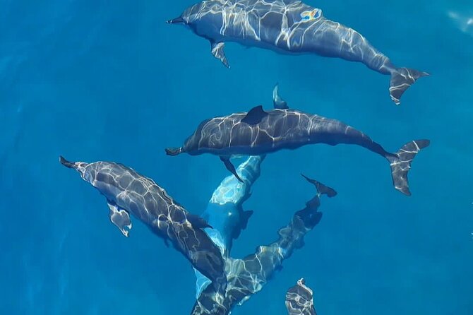 Private sunrise Dolphin with Le Havanah Boat - Watching dolphins in their natural home