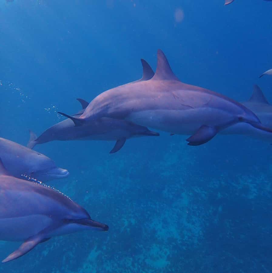 Private :Whales and dolphins watching/Swimming with dolphins - Swimming with dolphins and receiving help in the water