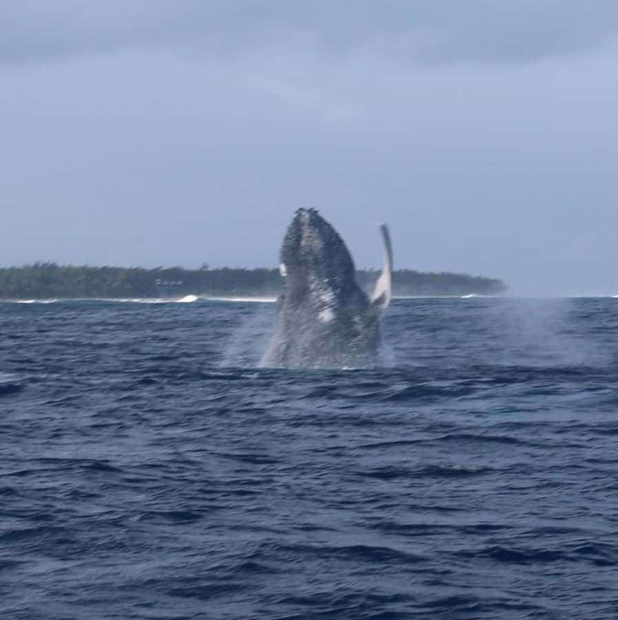 Private :Whales and dolphins watching/Swimming with dolphins - Watching wild dolphins in their natural home