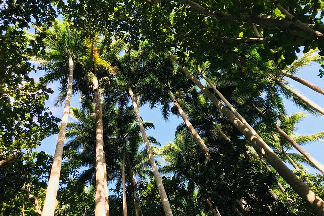 Quad Excursion South Mauritius 35km - Old Chimney, Natural River, and the lesser-known sights