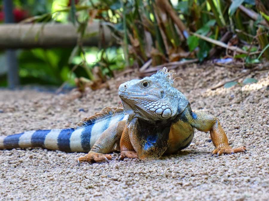 Riambel: South Tour w/ Crocodile Park & Seven Colored Earth - What the $130 price really covers