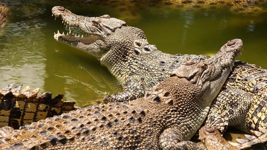 Riambel: South Tour w/ Crocodile Park & Seven Colored Earth - Ganga Talao begins the cultural side of the day