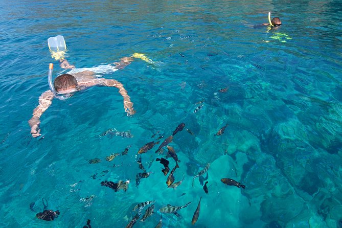 Sailing Catamaran Cruises - Dolphins, whales, and the west coast wildlife