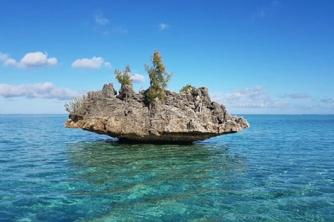 Shared 10 Pax Boat Tour: Dolphin Watching, Snorkelling and BBQ - Key points to know before you book