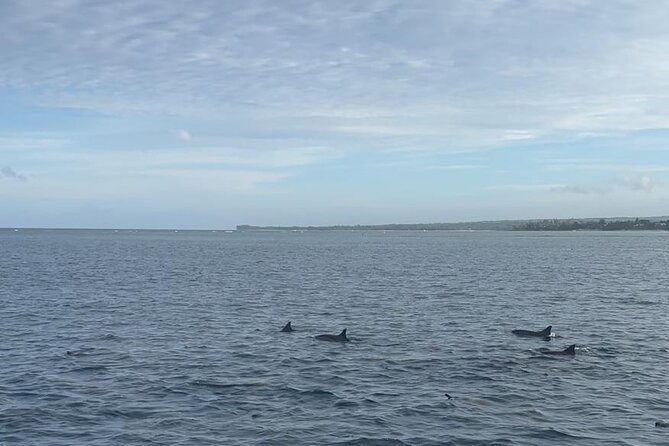 Shared 10 Pax Boat Tour: Dolphin Watching, Snorkelling and BBQ - Why the 6 a.m. start matters