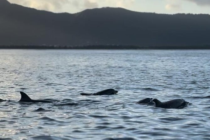 Shared 10 Pax Boat Tour: Dolphin Watching, Snorkelling and BBQ - Snorkeling near coral reefs and Crystal Rock