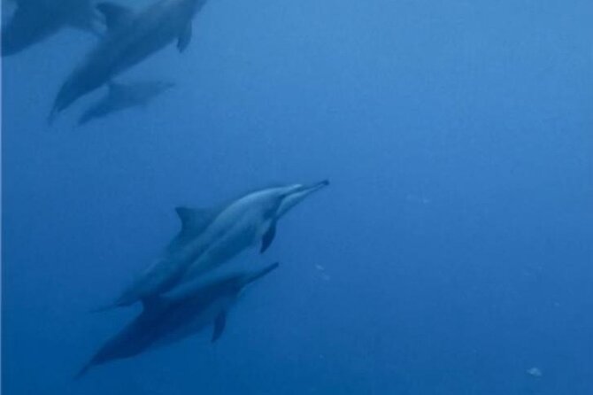 Shared 10 Pax Boat Tour: Dolphin Watching, Snorkelling and BBQ - Searching for bottlenose and spinner dolphins
