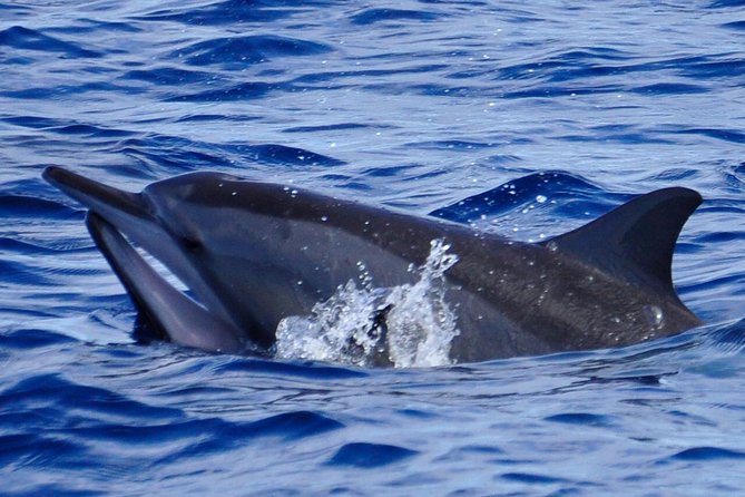 Shared Dolphin Encounter in Mauritius - Swimming with wild dolphins when conditions allow