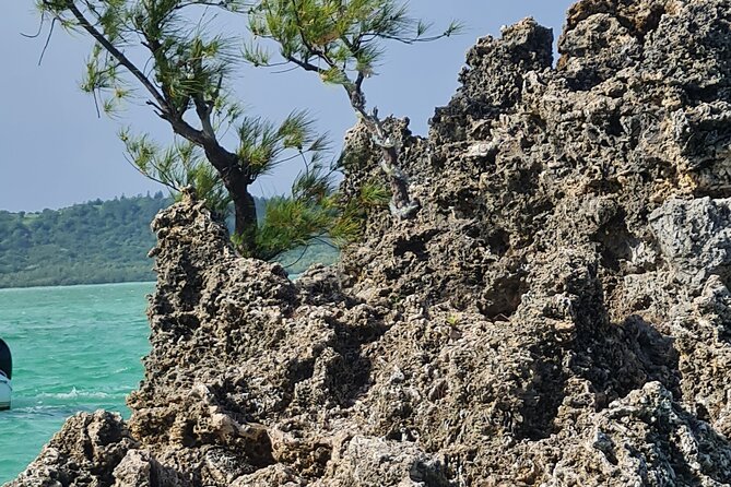 Snorkel with Dolphins, Lunch on Benitiers island, Speedboat - Ile aux Benitiers and a relaxed three-hour pause