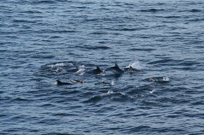 Snorkel with Dolphins, Lunch on Benitiers island, Speedboat - Barbecue lunch, salad, and drinks included
