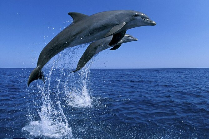 Snorkel with Dolphins, Lunch on Benitiers island, Speedboat - What the $64.79 price really covers