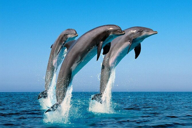 Snorkel with Dolphins, Lunch on Benitiers island, Speedboat - Who will enjoy this outing most