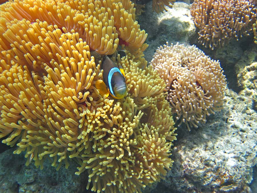 Snorkeling Excursion in Blue Bay Marine Park - Is $29 Good Value?
