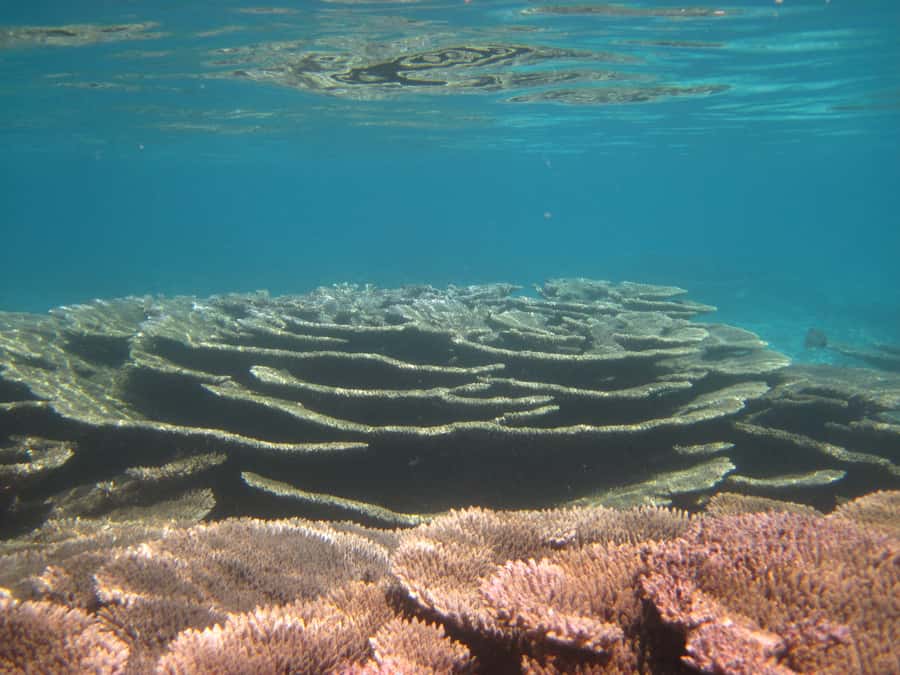 Snorkeling Excursion in Blue Bay Marine Park - Practical Tips for a Smoother Visit