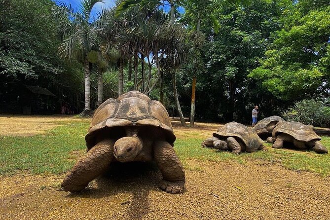 Southern Tales: Full-day incl Crocodile Park & 23 Colored Earth - Grand Bassin and Mauritius’ giant Lord Shiva