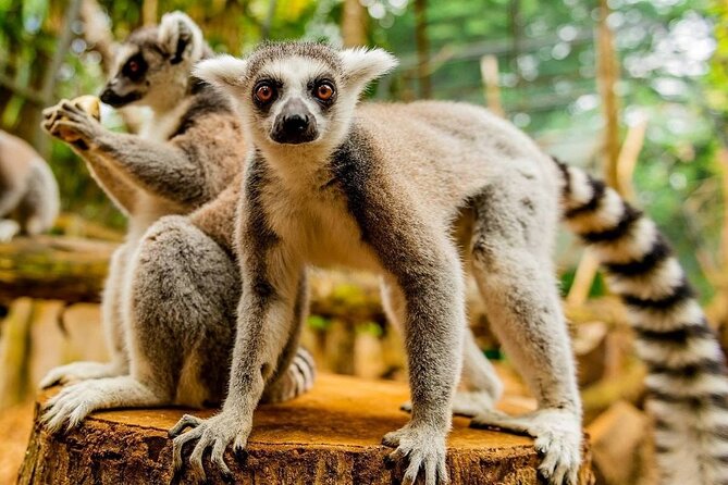 Southern Tales: Full-day incl Crocodile Park & 23 Colored Earth - Chamouny Waterfall and the road through Souillac