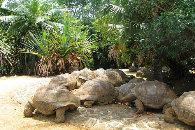 Southern Tales: Full-day incl Crocodile Park & 23 Colored Earth - Gris-Gris, where the ocean hits the cliffs