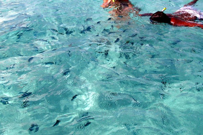 Spectacular Catamaran trip to Ile Aux Cerf with Lunch & Transfer - Is the $120.98 price good value?