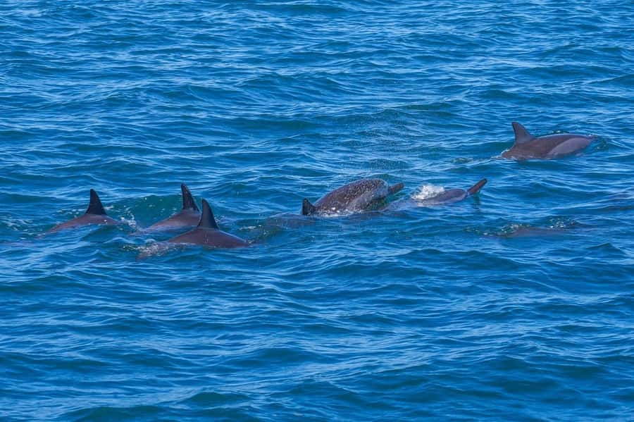 Speedboat to Ile aux Benitier: Dolphin Encounter & Lunch - Key points before you book