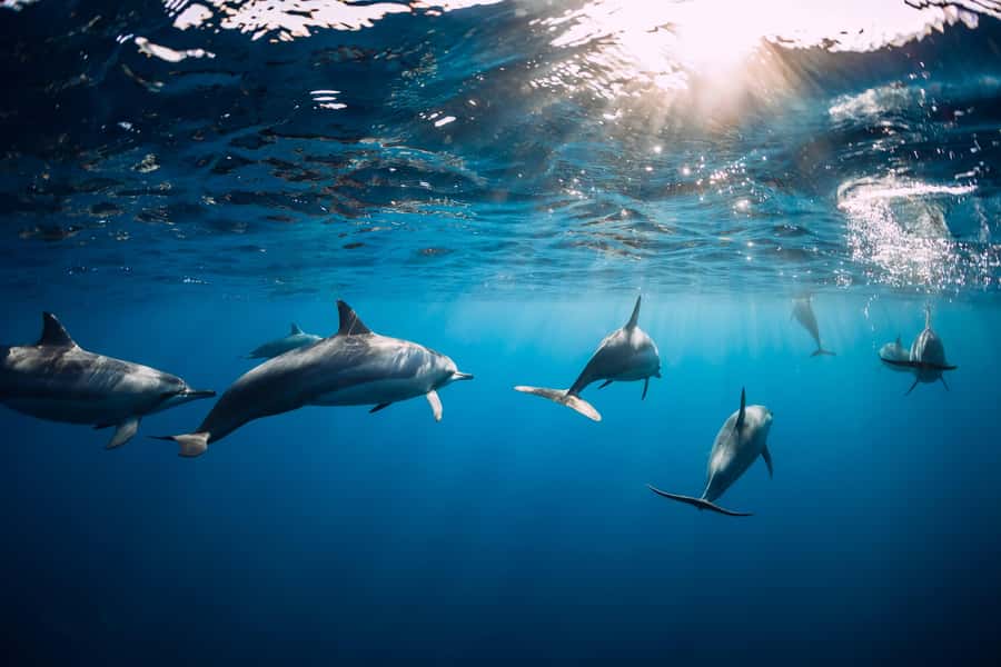 Speedboat to Ile aux Benitier: Dolphin Encounter & Lunch - Free time on the beach and lagoon