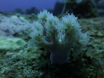 Tamarin Bay: Beginners Scuba Diving Experience