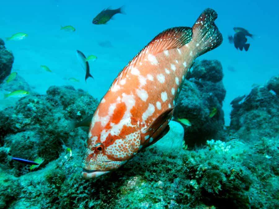 Tamarin Bay: Beginners Scuba Diving Experience - Small group size and instructor support