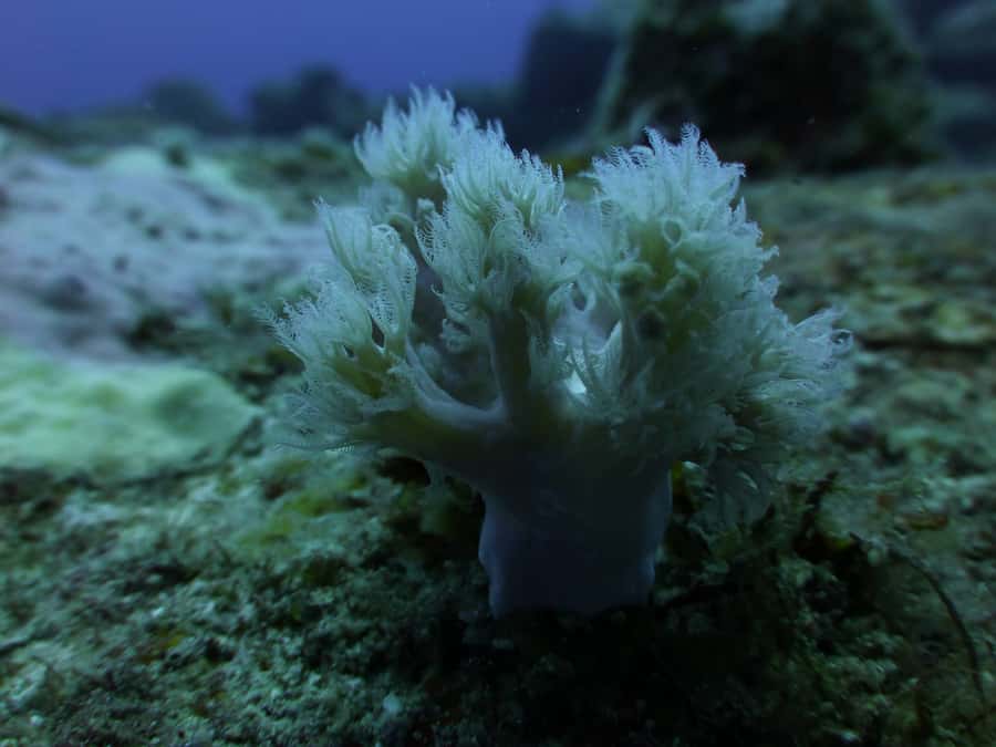 Tamarin Bay: Beginners Scuba Diving Experience - The first 30 minutes: forms, equipment, and a calm briefing