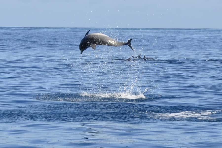 Tamarin: Dolphin Snorkel, CrystalRock, ile o Benitiers Lunch - Starting at Tamarin Public Beach
